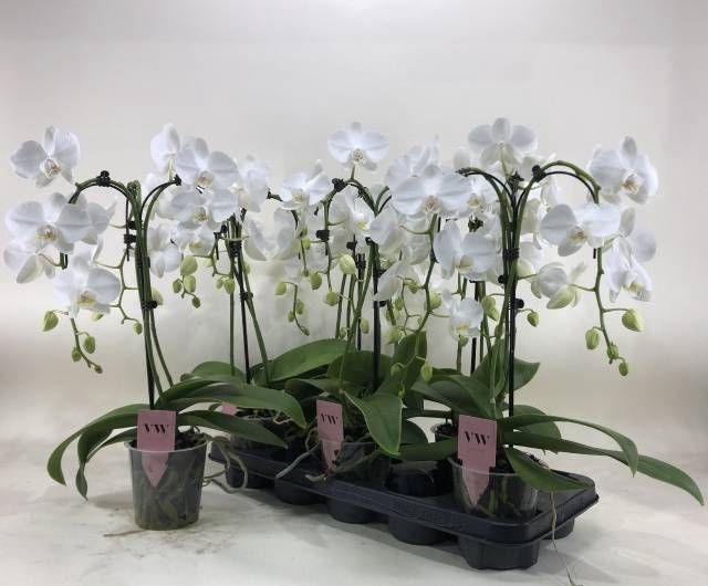 <h4>PHAL OV WIT</h4>