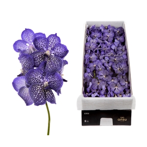 Vanda Sunanda Sapphire