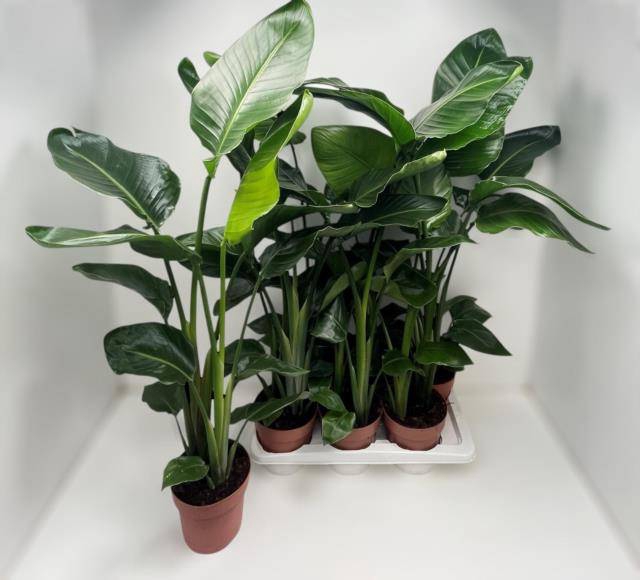 <h4>.Strelitzia nicolai</h4>