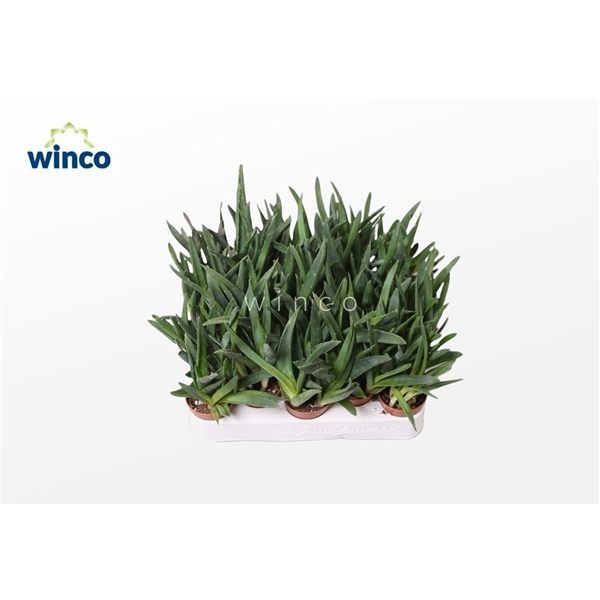 <h4>Aloe Black Gem</h4>