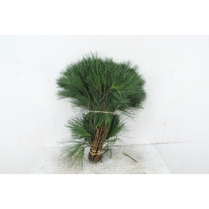 PINUS STROBUS PER STEM 40CM