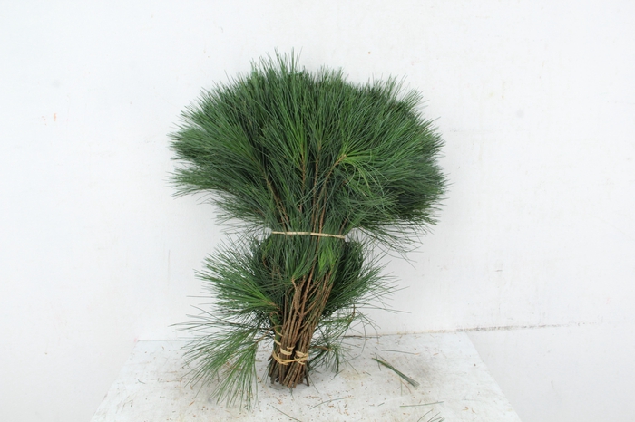 <h4>PINUS STROBUS PER STEM 40CM</h4>