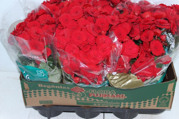 <h4>BEGONIA BALADIN P15</h4>