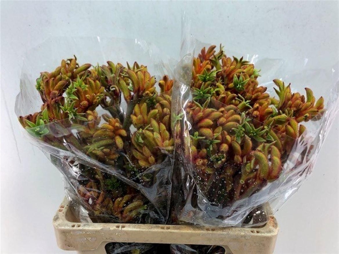 <h4>Anigoz Bush Tango</h4>