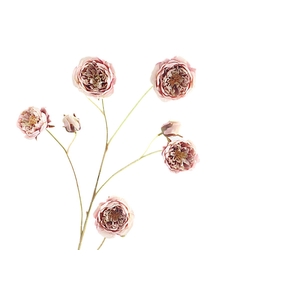 Rosa Spray Mauve Cream