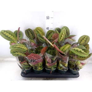 Maranta leuc. 'Fascinator'
