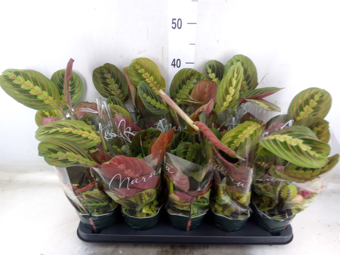 <h4>Maranta leuc. 'Fascinator'</h4>