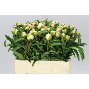 Paeonia Honey Gold