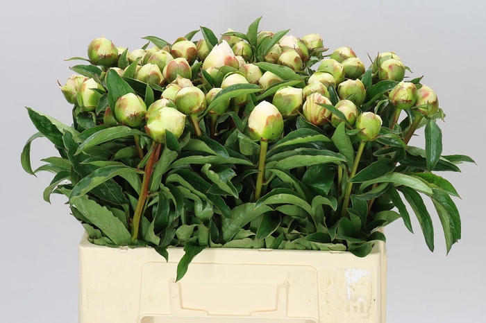 <h4>Paeonia Honey Gold</h4>