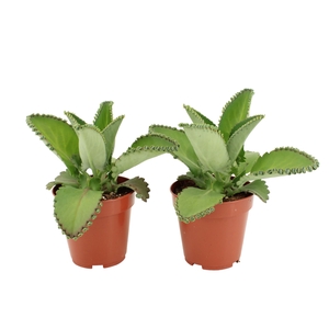 Kalanchoe daigremonti