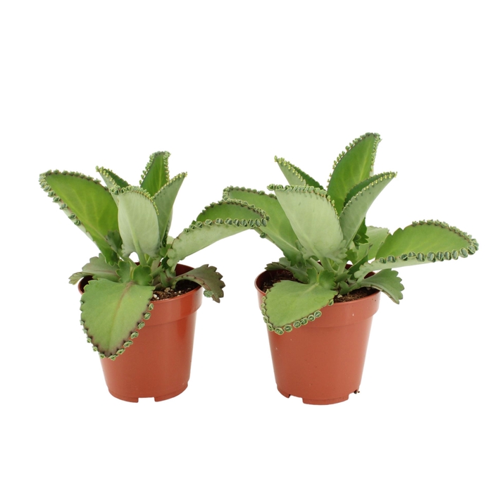 <h4>Kalanchoe daigremonti</h4>