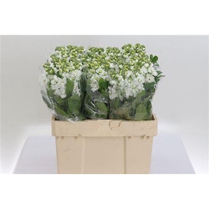 Matth Centum White
