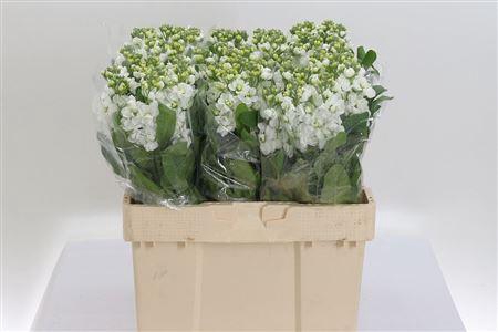 <h4>Matth Centum White</h4>