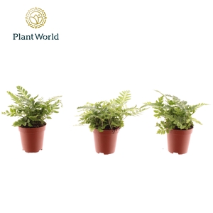 Tiny Rumohra Adiantiformis 'Variegata'