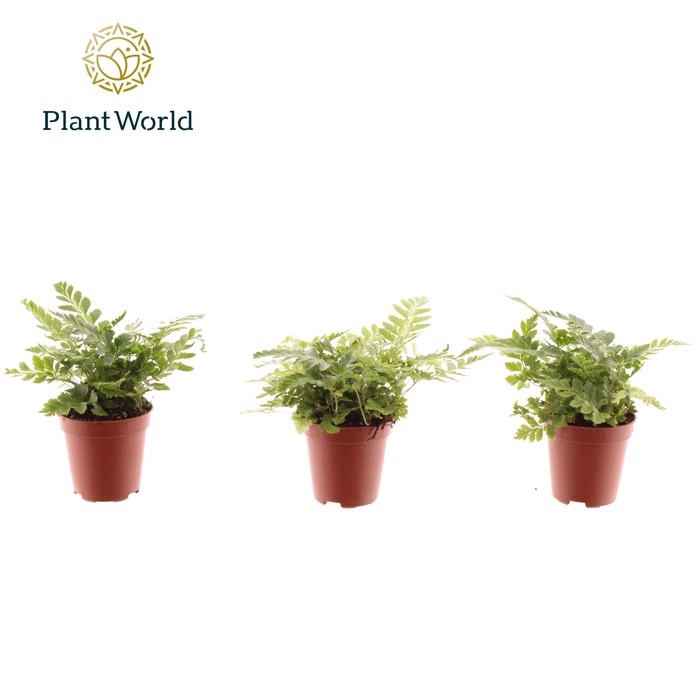 <h4>Tiny Rumohra Adiantiformis 'Variegata'</h4>