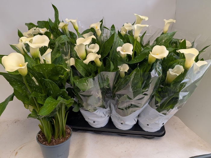 <h4>ZANT CAPT FRESCO</h4>