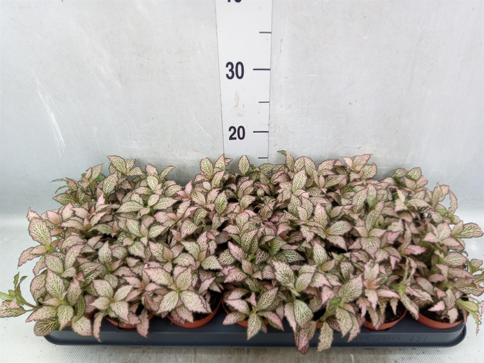 Fittonia  'Mosaic Zalm Forest Flam'