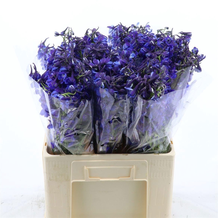 <h4>DELPH EN DONNA</h4>