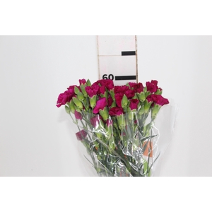 CRAVO SPRAY VEGA 060 CM
