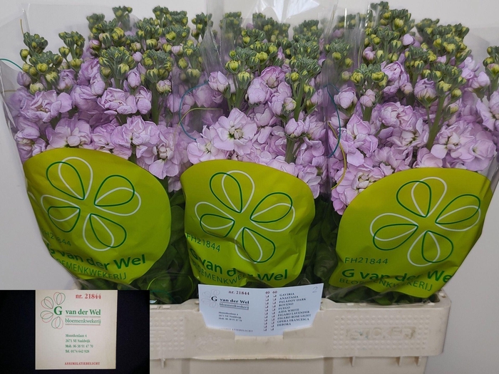 <h4>MATTHIOLA INCANA 'MATHILDA PINK'</h4>