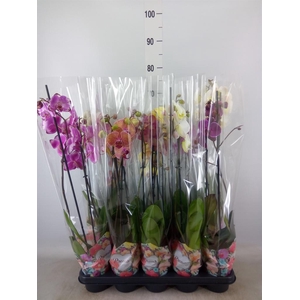 Phalaenopsis ...