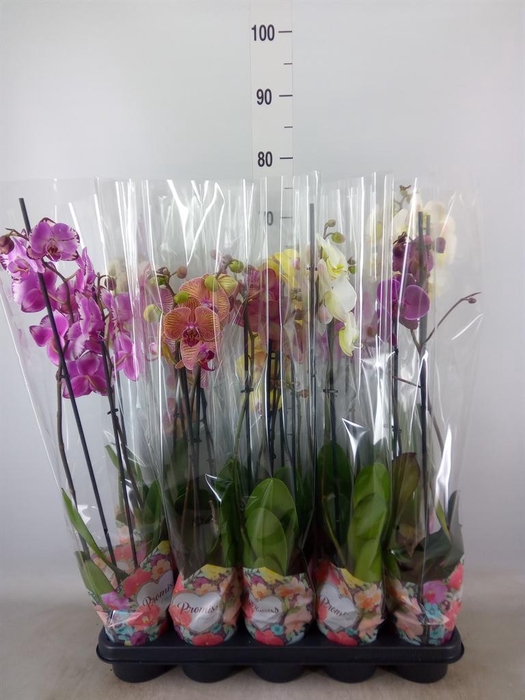 <h4>Phalaenopsis   ...</h4>