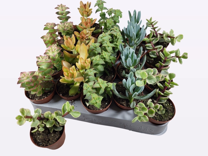 <h4>SUCC GEM 5 SRT</h4>