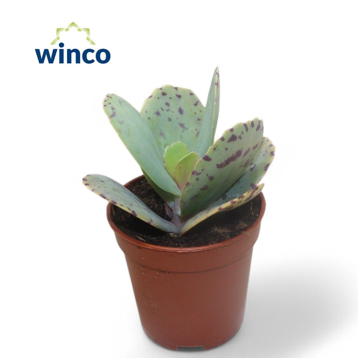 <h4>Kalanchoe Marmorata (tiger)</h4>