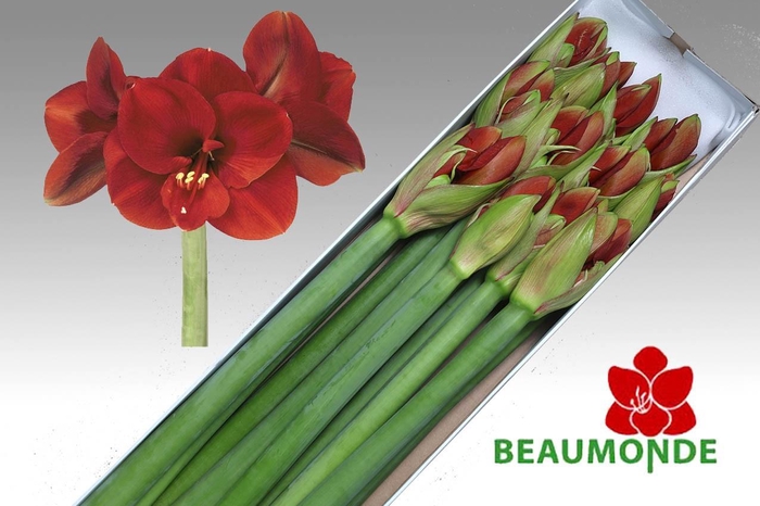 <h4>HIPP GA FERRARI</h4>