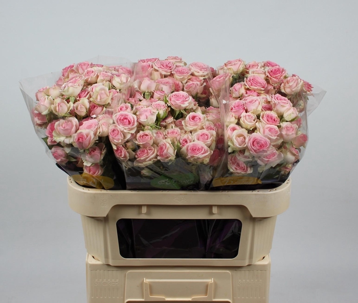 <h4>R TR DINARA</h4>