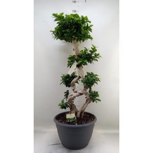 Ficus microcarpa 'Ginseng'
