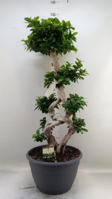 <h4>Ficus microcarpa 'Ginseng'</h4>