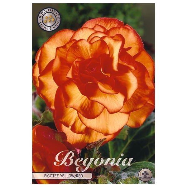 <h4>Begonia Picotee Yellow/Red x3 5/6</h4>