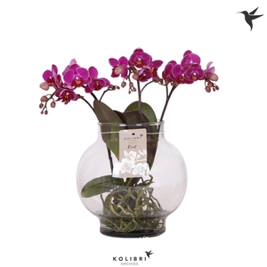 Kolibri Orchids Phalaenopsis Roots violet in glas bowl transpar