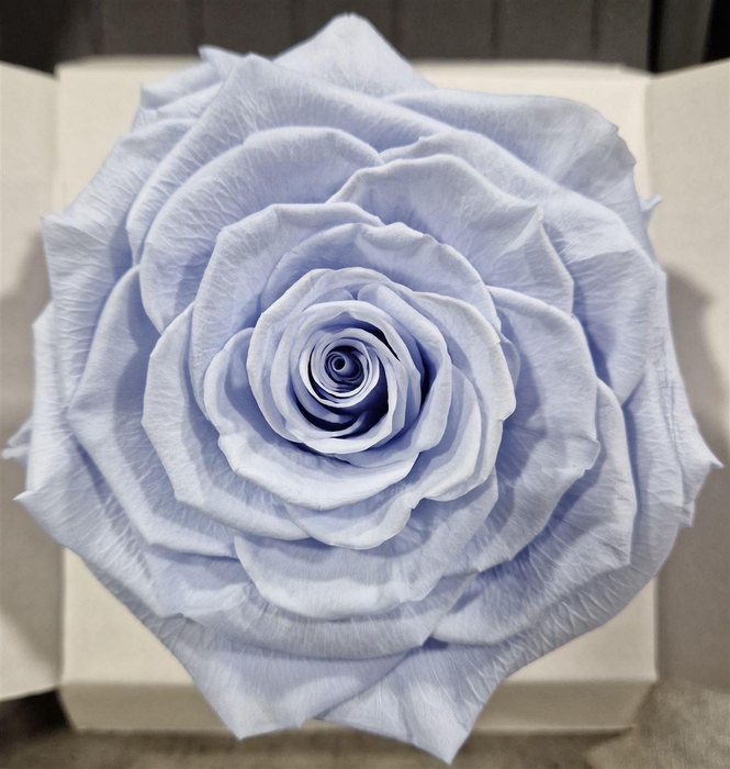 <h4>Ro Pres Xl Lavender</h4>