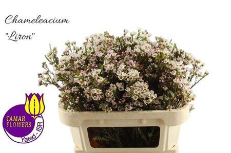 <h4>Chame Mi Liron</h4>