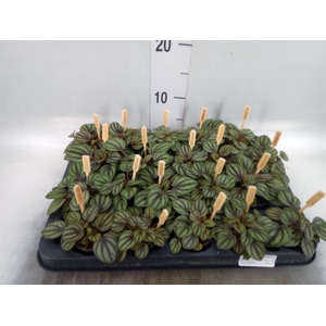 Peperomia albov. 'Piccolo Banda'