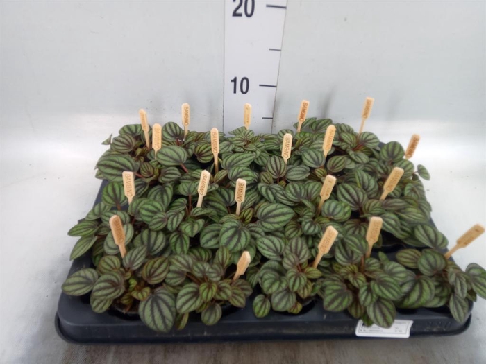 <h4>Peperomia albov. 'Piccolo Banda'</h4>