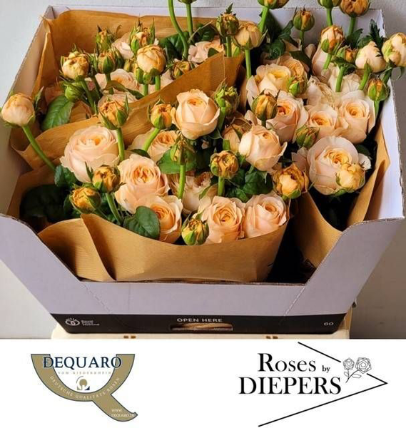 <h4>R Tr Chester Square Diepers</h4>
