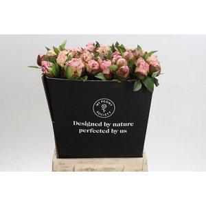 Paeonia Gardenia