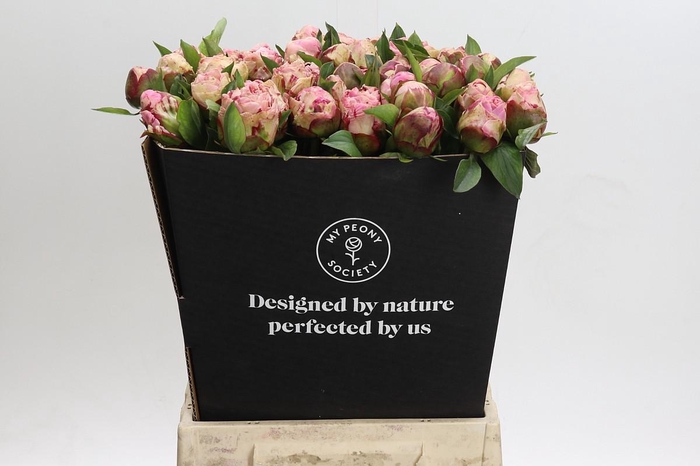 <h4>Paeonia Gardenia</h4>