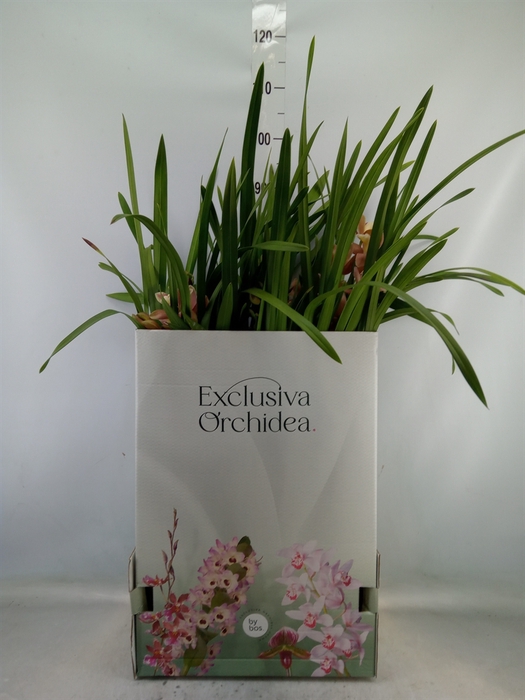 <h4>Cymbidium   ...</h4>