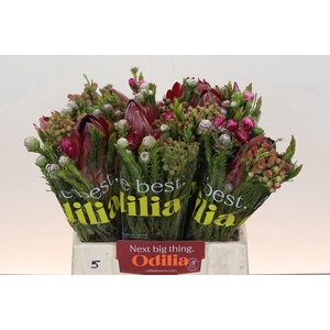 BQ Protea Hybride SFB