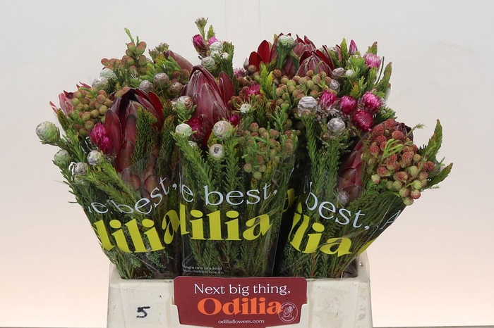 <h4>BQ Protea Hybride SFB</h4>