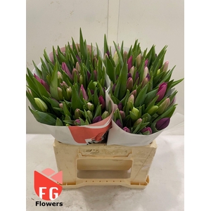 TU EN GEM Pastel Papier