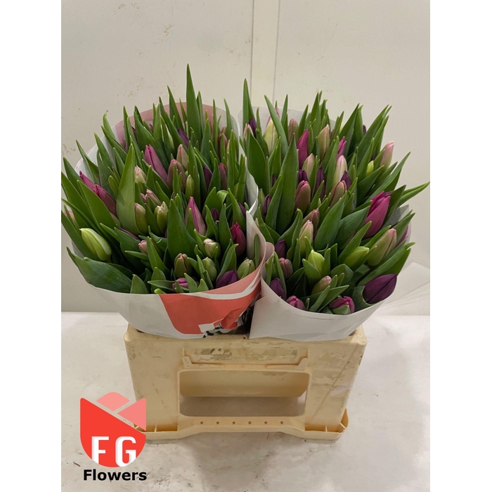 <h4>TU EN GEM Pastel Papier</h4>