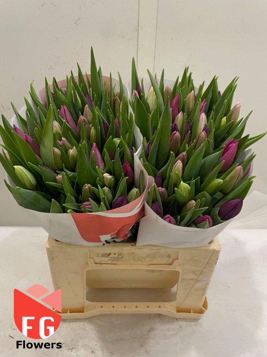 TU EN GEM Pastel Papier