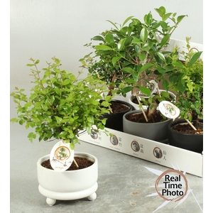 BONSAI GEM