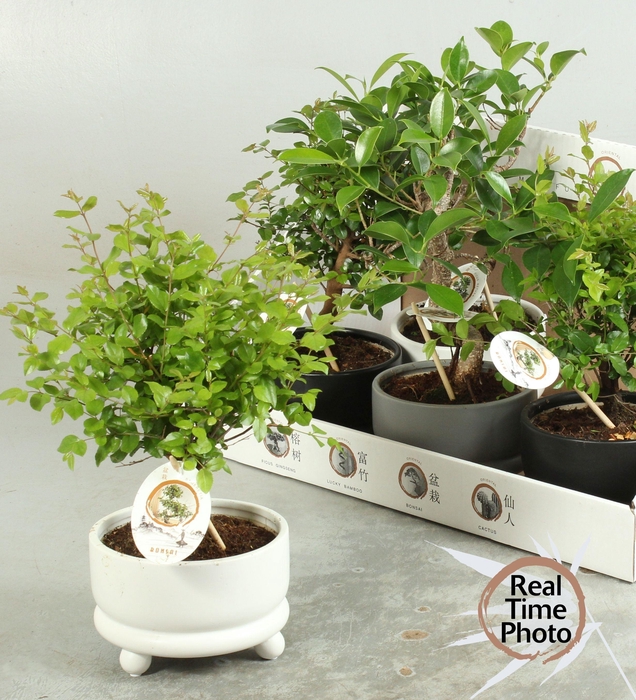 <h4>BONSAI GEM</h4>