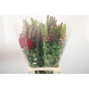 Antirrhinum It. Mixed In The Bucket